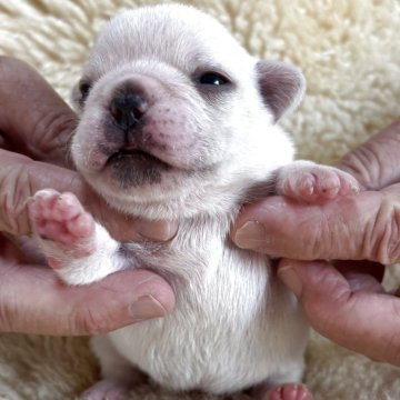 フレンチブルドッグ【和歌山県・女の子・2025年10月13日・クリーム】の写真「父犬アメリカチャンピオン直子」