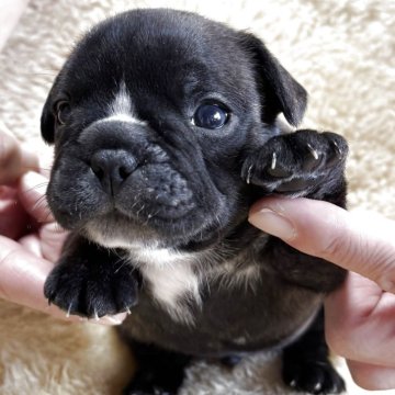 フレンチブルドッグ【和歌山県・男の子・2025年10月13日・ブリンドル】の写真「父犬アメリカチャンピオン直子」