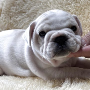 フレンチブルドッグ【和歌山県・男の子・2025年10月13日・パイド】の写真「父犬アメリカチャンピオン直子」