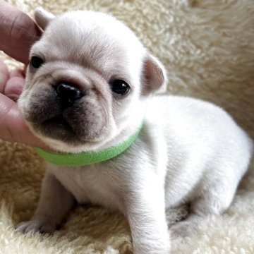 フレンチブルドッグ【和歌山県・男の子・2025年10月19日・クリーム】の写真「めちゃ可愛いシロクマ君」
