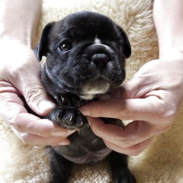 フレンチブルドッグ【和歌山県・男の子・2025年10月13日・ブリンドル】の写真「父犬アメリカチャンピオン直子」
