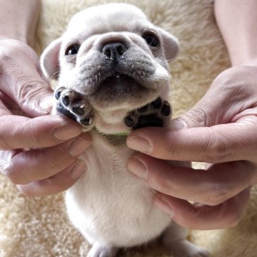 フレンチブルドッグ【和歌山県・男の子・2025年10月19日・クリーム】の写真「めちゃ可愛いシロクマ君」