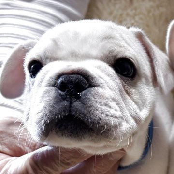 フレンチブルドッグ【和歌山県・男の子・2025年10月13日・パイド】の写真「父犬アメリカチャンピオン直子」