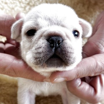 フレンチブルドッグ【和歌山県・男の子・2025年10月19日・クリーム】の写真「めちゃ可愛いシロクマ君」