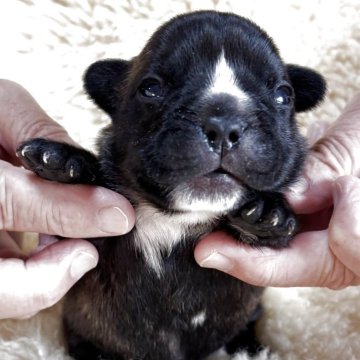 フレンチブルドッグ【和歌山県・男の子・2025年10月13日・ブリンドル】の写真「父犬アメリカチャンピオン直子」