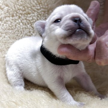 フレンチブルドッグ【和歌山県・男の子・2025年10月19日・クリーム】の写真「めちゃ可愛いシロクマ君」