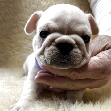 フレンチブルドッグ【和歌山県・男の子・2025年10月19日・クリーム】の写真「めちゃ可愛いシロクマ君」