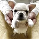 フレンチブルドッグ