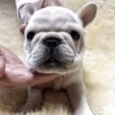 フレンチブルドッグ