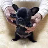 フレンチブルドッグ