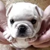 フレンチブルドッグ