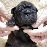 フレンチブルドッグ