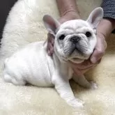 フレンチブルドッグ