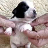 フレンチブルドッグ