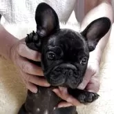 フレンチブルドッグ