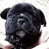 フレンチブルドッグ