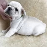 フレンチブルドッグ