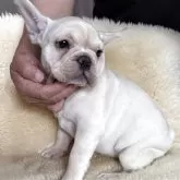 フレンチブルドッグ