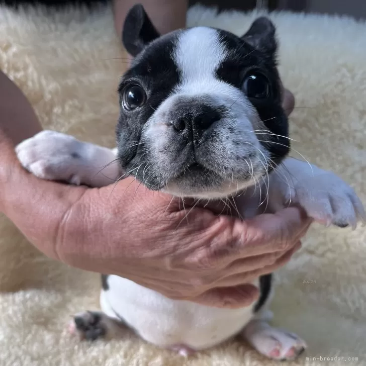 ID：2407-05213の子犬
