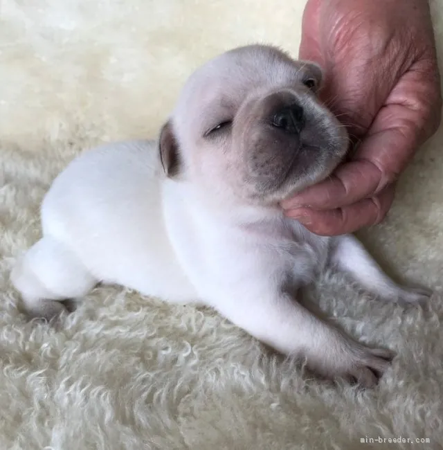 tenten 様のお迎えした子犬