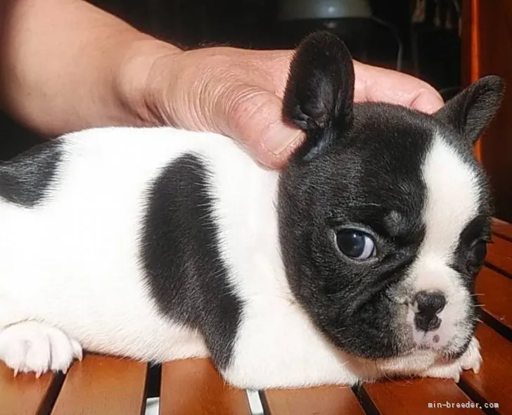 ユミ 様のお迎えした子犬