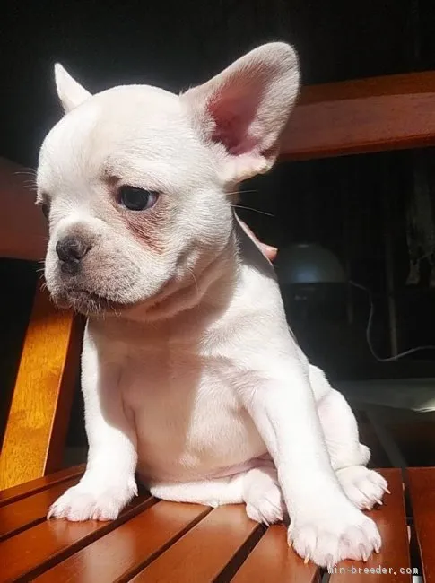 ID：1904-00570の子犬