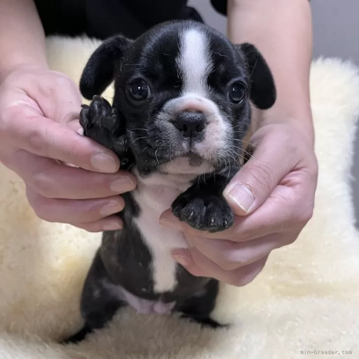 ID:2407-03031の子犬