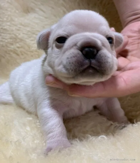 ID：2104-00443の子犬