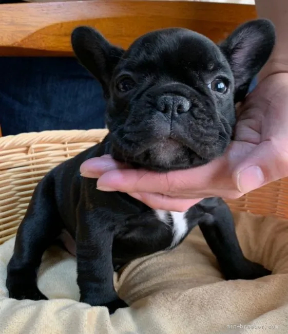 ID:2011-00054の子犬