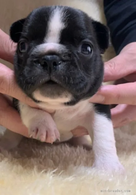 フレンチブルドッグ【和歌山県・女の子・2021年2月10日・パイド】の写真1