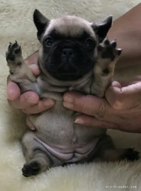 ID:1809-02333の子犬