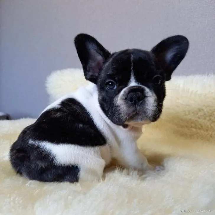 ID：2207-01973の子犬