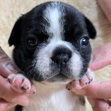 フレンチブルドッグ【和歌山県・女の子・2022年6月27日・パイド】の写真「バランスの良いパイド柄良血統♥️」