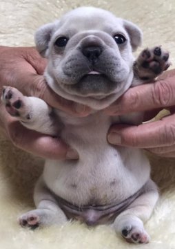 フレンチブルドッグ【和歌山県・男の子・2020年4月16日・クリーム】の写真「父犬アメリカチャンピオン直子」