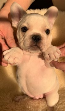 フレンチブルドッグ【和歌山県・男の子・2020年11月8日・クリーム】の写真「父犬アメリカチャンピオン直子」