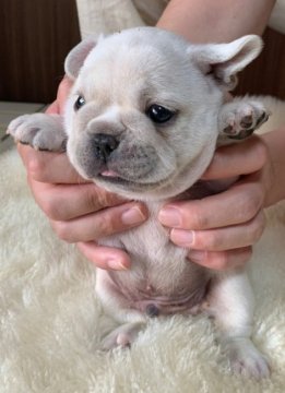 フレンチブルドッグ【和歌山県・男の子・2020年4月16日・クリーム】の写真「父犬アメリカチャンピオン直子」