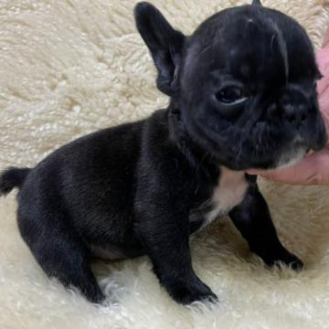 フレンチブルドッグ【和歌山県・男の子・2022年6月27日・ブリンドル】の写真「小さな小さなフレブル‼️健康優良児‼️」