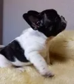 フレンチブルドッグ【和歌山県・男の子・2022年6月27日・パイド】の写真2