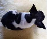 フレンチブルドッグ【和歌山県・男の子・2022年6月27日・パイド】の写真4