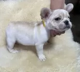 フレンチブルドッグ【和歌山県・男の子・2023年11月8日・クリーム】の写真5