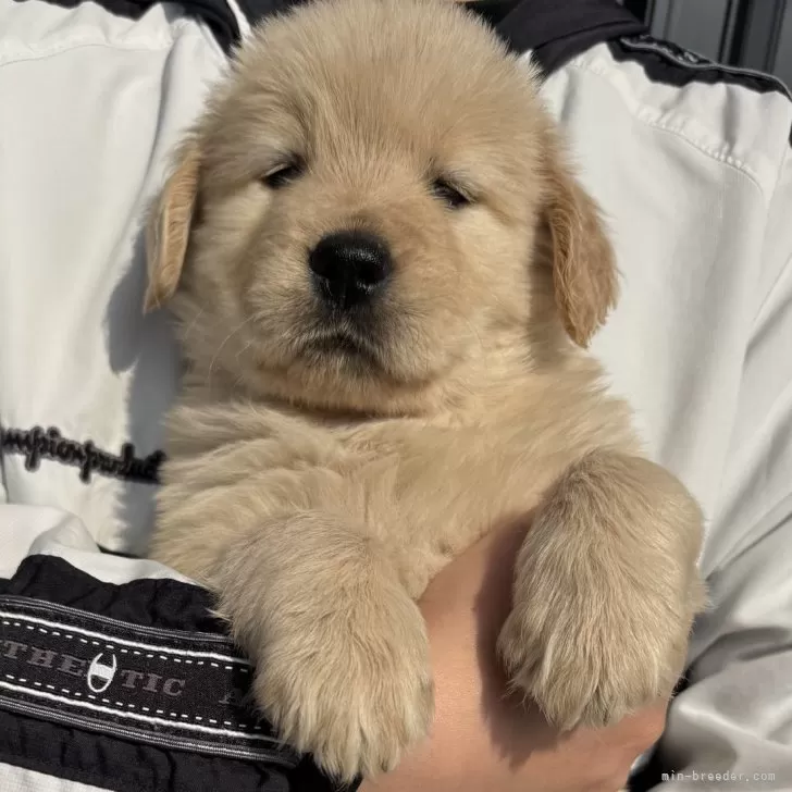 ID:2502-02066の子犬