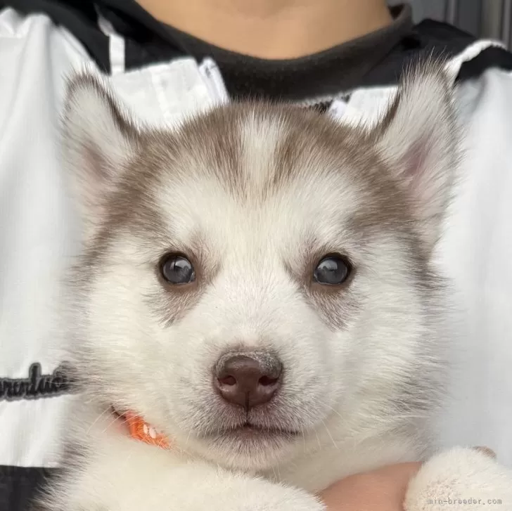 T.S 様のお迎えした子犬