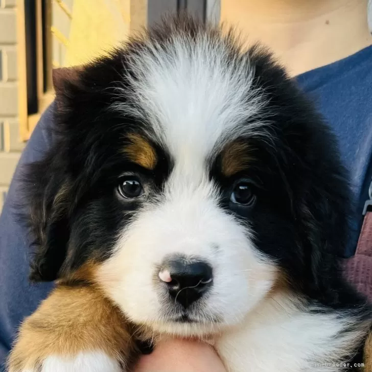 ID：2411-05644の子犬