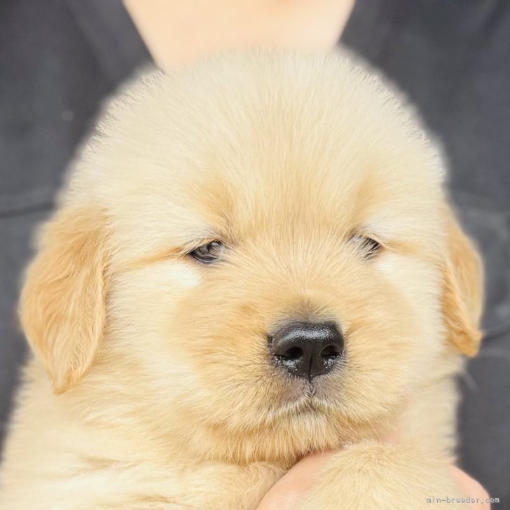 超SS級 お宝品 】小学館 ミニレディ百科 ㉚ かわいいイヌ