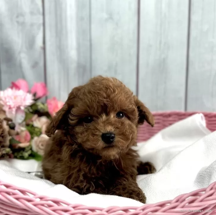 ID:2503-02081の子犬