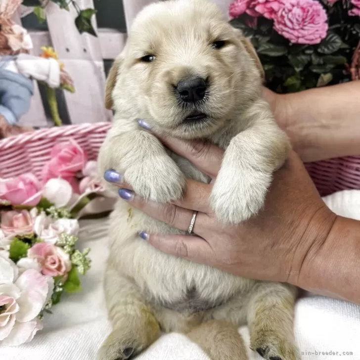ID：2507-05510の子犬