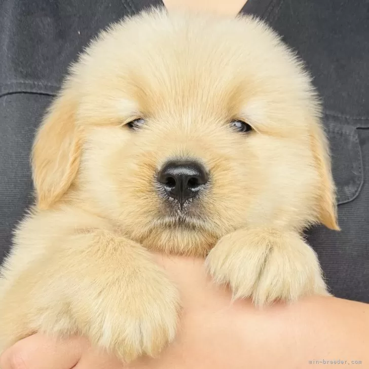 Yoko 様のお迎えした子犬