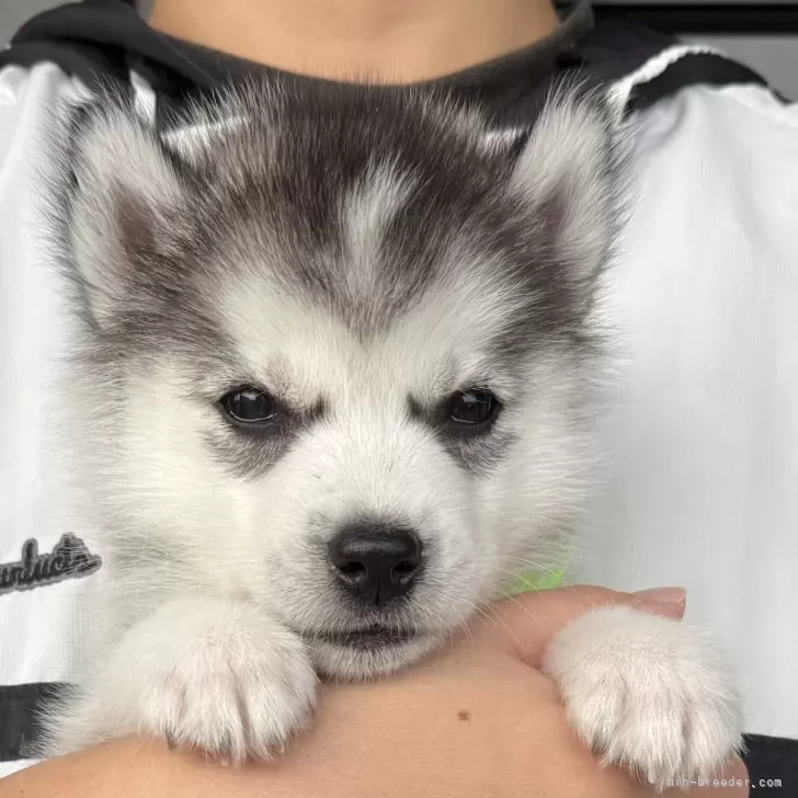 ID:2412-03439の子犬
