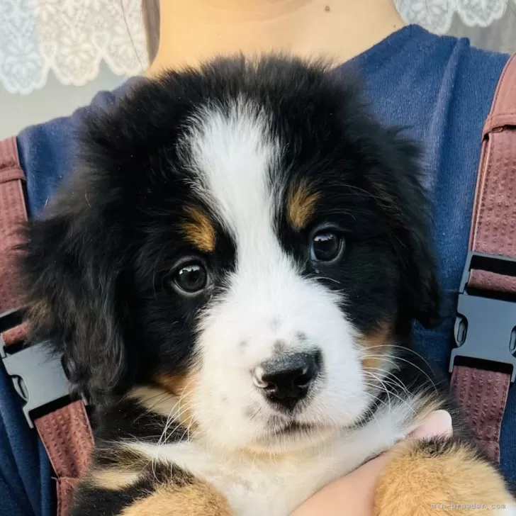 ID:2411-05635の子犬