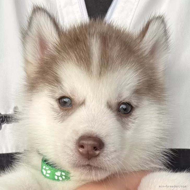 ID:2412-03437の子犬